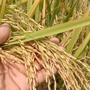 BIBIT BENIH PADI VARIETAS CAKRABUANA ORIGINAL BERAT 10 KG