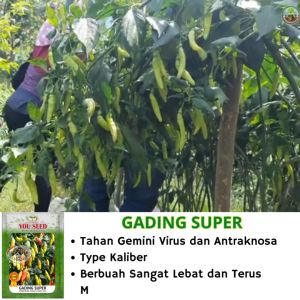 Cabe Rawit Setan tipe Kaliber GADING SUPER 10gram dari You Seed