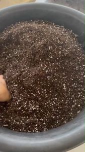 ต้องลอง! สินค้าขายดี ดินผสมสำเร็จ พร้อมปลูก เน้นระบบราก