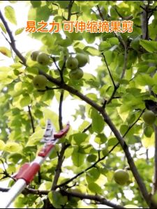 Scalable high-altitude pruning high branch pruning garden pruning tree branch pruning scissors fruit tree extension scissors saws