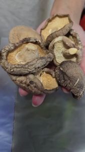 เห็ดหอมชิตาเกะ ดอกใหญ่ น้ำหนักสุทธิ 100กรัม เห็ดหอมเนื้อบางทานอร่อย ต้มหรือผัดอร่อยหนุบหนับ