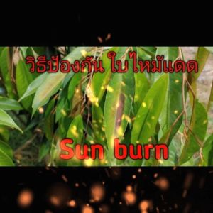 แว็กซี่วัน ซันบล็อค แก้ปัญหาซันเบิร์น ปกป้องพืชจากแสงแดด ใบเหลือง ใบไหม้ ใบเหี่ยว