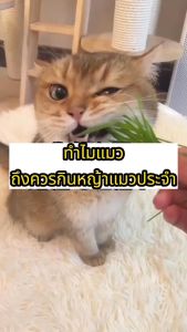 หญ้าแมวกระป๋อง รสข้าวสาลี+รสข้าวโอ๊ต+รสชาติข้าวไรย์ มือใหญ่ก็ปลูกง่าย ออร์แกนิด ข้าวสาลีแมว ต้นข้าวสาลีแมว ต้นอ่อนข้าวสาลีแมว