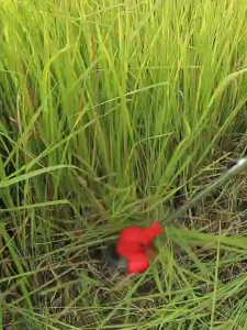 Electric Lawn Mower 999VF Cordless Grass Cutter Portable Grass Trimmer Mesin Rumput Bateri Recharge