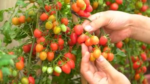 SULIT PACK! CHERRY TOMATO (20PCS SEEDS) - CHERRY RED MARBLE/HIGH YIELDING/MORE PROFIT/EASY TO GROW