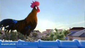 Nước xả vải Majestic (True Care) đủ 3 mùi (1 dây 10 gói) thơm sang trọng lưu hương lâu