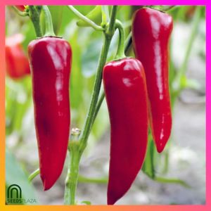 SeedsPLAZA™ - Pointed Bell Pepper Seeds for Planting Vegetable Plants (15 Seed) incl. Planting Instruction