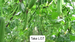 (Gói 100 hạt) Hạt Giống Mướp Hương Lai F1 Taka L07 TAKAKU - Cây sinh trưởng mạnh trái thuôn dài