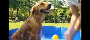 Pet Foldable Swimming Pool Dogs Cats Bathing Tub Portable Bathtub Collapsible Water Pond Pool Bath tub Swimming pool Kids