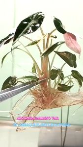 แบมบิโน่ด่างชมพูสวย Alocasia Bambino Pink Variegated #ไม้ด่าง #ไม้เพาะเนื้อเยื่อ #ไม้เนื้อเยื่อ คัดต้นสวยสำหรับส่งต่างประเทศ. แบมบิโน่ด่างชมพู แบมบิโน่ ด่างชมพู - Lazada