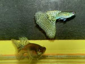 🔥CKH Aquatic🔥 Guppy Yellow Snake King 孔雀鱼蛇王