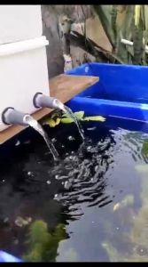 Trickle filter box kolam aquarium