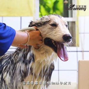 แชมพูสูงราคา แชมพูแมวที่อาบน้ําแมว เจลอาบน้ำแมวและสุนัข ครีมอาบน้ำแมว แชมพูอาบน้ําแมว ป้องกันความเจ็บปวด การตัดสินใจ และเส้นทานไฮไลท์