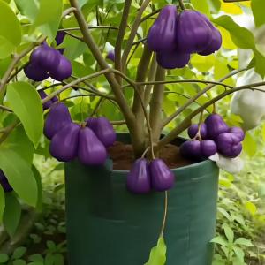 bibit buah buahan//jambu air super manis//bibit jambu air citra ungu memiliki rasa buah yang manis//bibit jambu air yang sudah berbuah