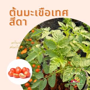 ต้นมะเขือเทศสีดา เพาะในกระถาง/ถุงดำ6 นิ้ว ต้นแข็งแรง ผักสวนครัวปลูกง่าย ผักสวนครัวพร้อมปลูก ผักออร์แกนิก ราคาพิเศษเฉพาะเดือนนี้เท่านั้น