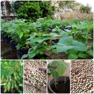 benih biji kacang kedelai putih paket (100 butir)