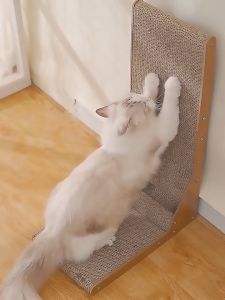 ที่ลับเล็บแมว โซฟาที่ลับเล็บแมว ที่ลับเล็บ ราคาถูก Cat Scratch Board