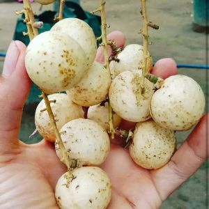 (Bisa COD)ORIGINAL BIBIT KELENGKENG MATALADA BISA DI TANAM DI POT