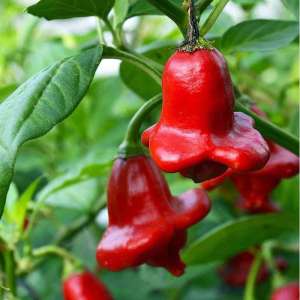 5 BIJI BENIH UNIK BISHOP CROWN/CABE LONCENG (BISA KOMSUMSI)