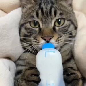 KPSPro Susu Kambing Untuk Kucing Anak Kucing Baru Lahir Kitten Cat Milk Goat Powder Milk For Cat ( Bekas )