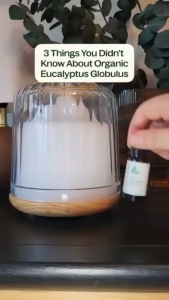 PLANT THERAPY Organic Eucalyptus Globulus Essential Oil [100% Authentic]