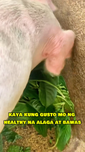 MADRE DE AGUA 2+1 SEEDLINGS ORDER NOW ALTERNATIVE FOR POULTRY ANIMAL