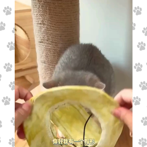 【JCFU】Cute Pet Bucket Hat for Pet Cats Dogs Travel Cap Hat Cute Hat For Cat & Dog【P004】