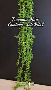 Daun Juntai Tear of Love Motif Melinjo Plastik Tanaman Hias Indoor Pot Bunga Artificial Kering Murah