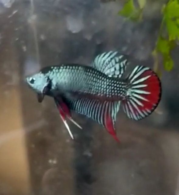 imbellis grey Wild betta M+ size breeder size Lazada