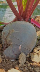 Buah Bit Root Fresh 3 kg Termurah