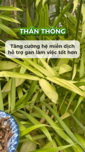 [Hàng mới về] Dây cóc/ dây ký ninh/ dây thần thông khô 1kg - Thảo Dược Tấn Phát - Hỗ trợ cải thiện sức kho.ẻ xươ.ng kh.ớp