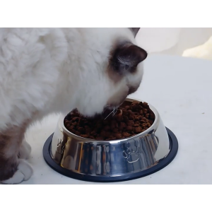 Bát ăn cho thú cưng Bát ăn cho chó mèo Bát nước cho chó mèo-CA666