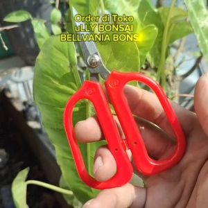 Gunting Prunning Daun Pin S206 Gagang Merah Panjang 13 Cm Ujung Bengkok