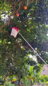 【1-3 Days Delivery】High Altitude Fruit Picker Adjustable Pole Length Heavy Duty Fruit Picker Picking Loquat With Net