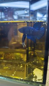 Betta Bangkok Fighter from Thailand Gigi Tajam