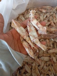 cumi kering 1 kg murah / CUMI sotong kering  1 kg