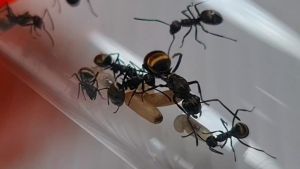 Polyrhachis Dives Ant Queen Colony Golden Weaver