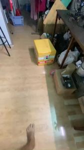 Máy ấp trứng gia cầm . Có hiển thị đổ ẩm