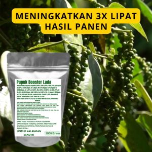 Pupuk Booster Lada Pelebat Organik Cepat Berbuah Lebat Besar Anti Rontok Pembesar Lada
