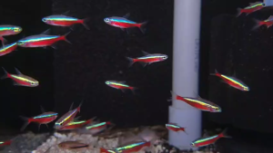 【Sus Aquatic】WILD CARDINAL TETRA - 野生宝莲灯【2.5cm】