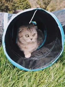 อุโมงค์แมว อุโมงค์สัตว์เลี้ยง 3 ชนิด แบบมีฝั่งของเล่น คุณสมบัติของเล่นแมว เป็นอุโมงค์แมวพับเก็บได้