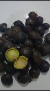 Jengkol Muda 1kg & 500gram: Cara Memilih dan Mengolah