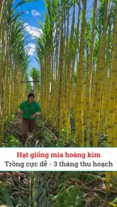 1 Khúc Mía "Mây Vàng " thái siêu đẹp siêu hiếm nhiều mắt làm giống