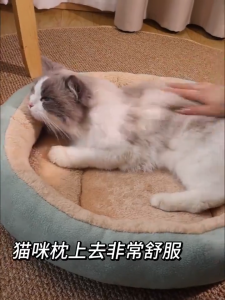 Pet Bed ที่นอนสัตว์เลี้ยง มินิมอล ขอบสูง สุดยอด W/L/XL