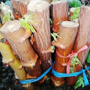 bibit singkong mentega 30 biji bibit pilihan
