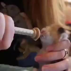 FOLOPETS New Premium Silicone Pet Feeding Kit with 3ML/5ML Syringe Nipples for Kittens & Puppies - Chew Resistant Food Grade 24-Hour Shipping