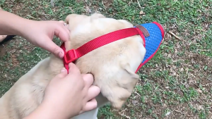 Rọ mõm Chó bằng vải lưới xốp mềm mại và thoáng khí có dây quàng qua đầu - Love Pets Shop