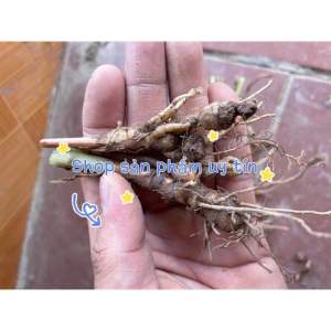 tam thất rừng lá đỏ (củ giống sống 100 %)