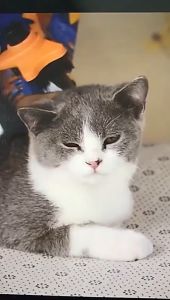 Murah Banget - Sisir Hewan Peliharaan / Brush Grooming Press / Sikat Pembersih Bulu Rontok / Sisir Bulu Kucing Anjing Hewan