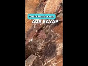 Wiselie Anti Rayap Pembasmi Rayap Ampuh dengan Formula Penghilang Rayap Efektif Menjaga Perabot dan Struktur Kayu dari Kerusakan Dilengkapi Anti Bakterial Aman untuk Lingkungan Tahan Lama Tidak Meninggalkan Bau Menyengat Mudah Digunakan